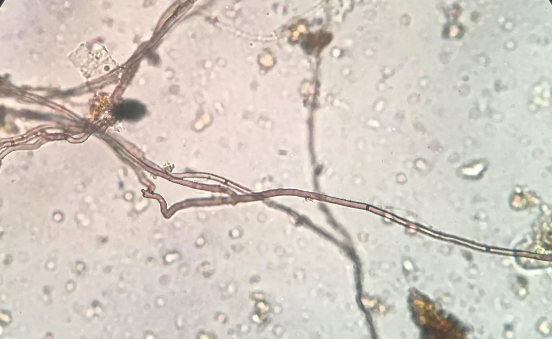 Microscopes Training